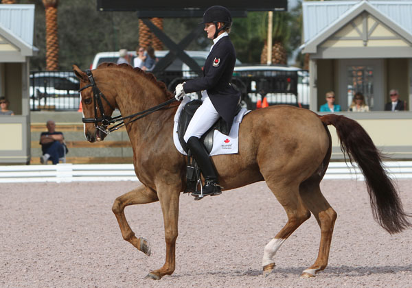 dressage 