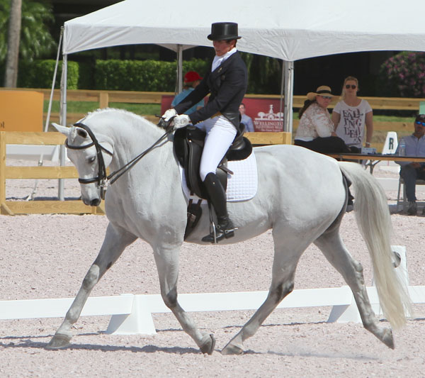 dressage